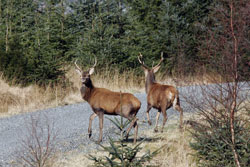 Red Deer Photos